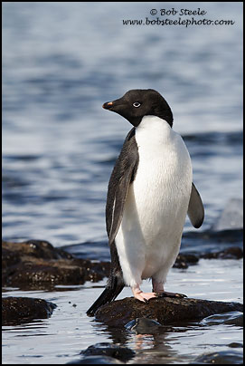 Adelie Penguin (Pygoscelis adeliae)