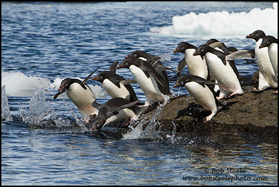 Adelie Penguin (Pygoscelis adeliae)
