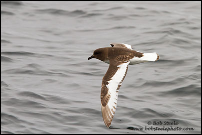 Antarctic Petrel (Thalassoica antarctica)