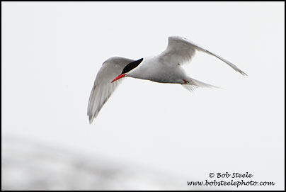 Antarctic Tern (Sterna vittata)