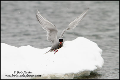 Antarctic Tern (Sterna vittata)