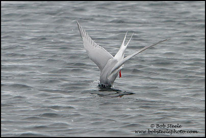 Antarctic Tern (Sterna vittata)