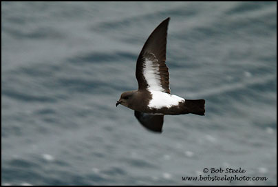 Black-bellied Storm-Petrel (Fregetta tropica)