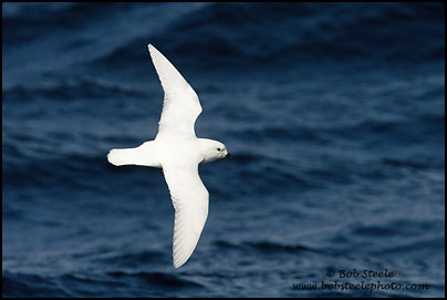 Snow Petrel (Pagodroma nivea)