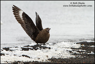 South Polar Skua (Stercorarius maccormicki)