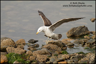 Kelp Gull (Larus dominicanus)