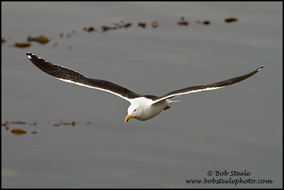 Kelp Gull (Larus dominicanus)