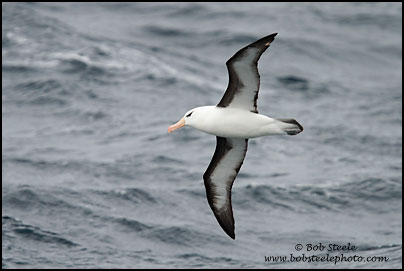 Black-browed Albatross (Thalassarche melanophrys)