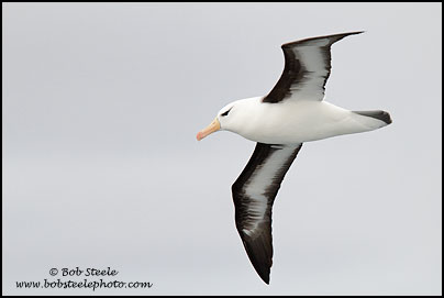 Black-browed Albatross (Thalassarche melanophrys)