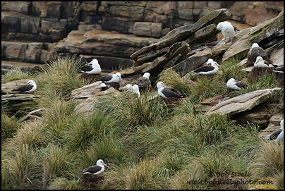 Black-browed Albatross (Thalassarche melanophrys)