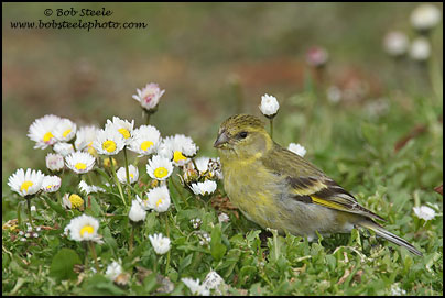 Black-chinned Siskin (Carduelis barbata)