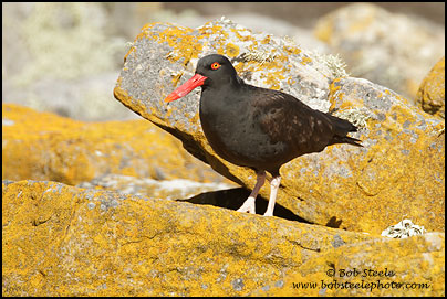 Blackish Oystercatcher (Haematopus ater)