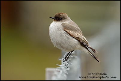 Dark-faced Ground-Tyrant (Muscisaxicola maclovianus)