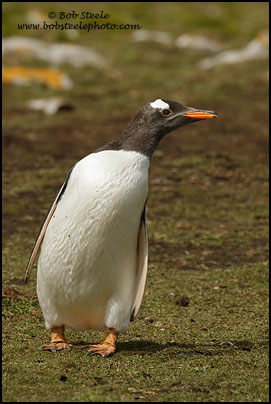 Gentoo Penguin (Pygoscelis papua)