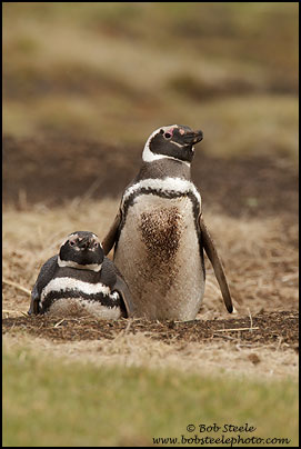Magellanic Penguin (Spheniscus magellanicus)