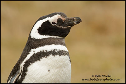 Magellanic Penguin (Spheniscus magellanicus)