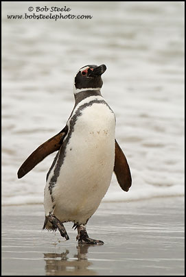 Magellanic Penguin (Spheniscus magellanicus)