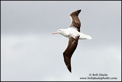 Royal Albatross (Diomedea epomophora)