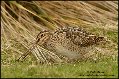 South American Snipe (Gallinago paraguaiae)