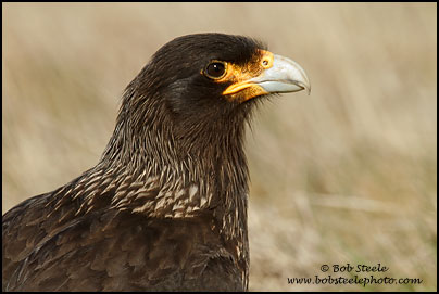 Striated Caracara (Phalcoboenus australis)