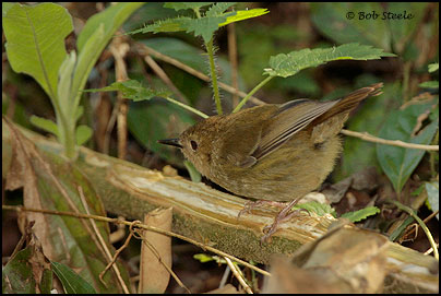 Atherton Scrubwren (Sericornis keri)