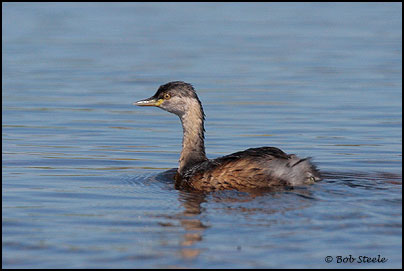 Australasian Grebe (Tachybaptus novaehollandiae)