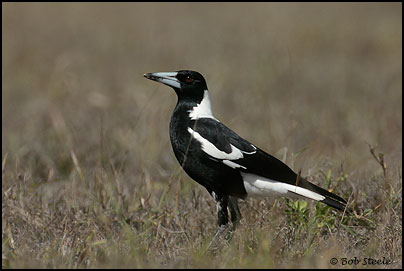 Australian Magpie (Gymnorhina tibicen)