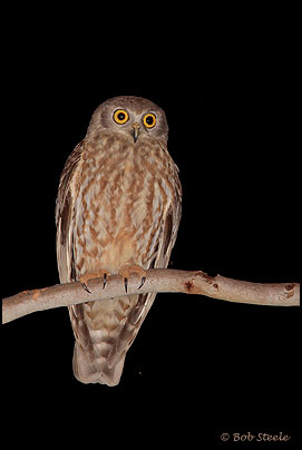 Barking Owl (Ninox connivens)