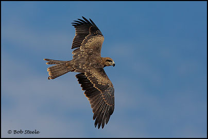 Black Kite (Milvus migrans)