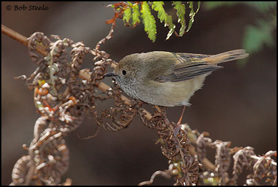 Brown Thornbill (Acanthiza pusilla)