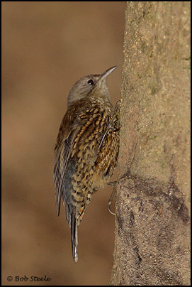 Brown Treecreeper (Climacteris picumnus)