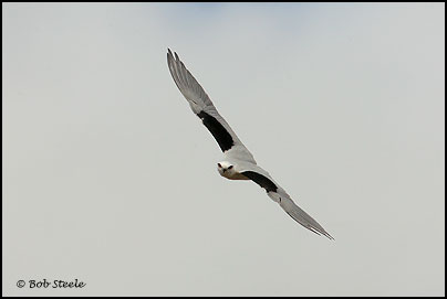 Black-shouldered Kite (Elanus axillaris)