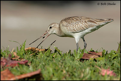 Bar-tailed Godwit (Limosa lapponica)
