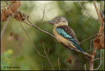 Blue-winged Kookaburra (Dacelo leachii)