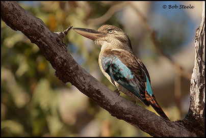 Blue-winged Kookaburra (Dacelo leachii)
