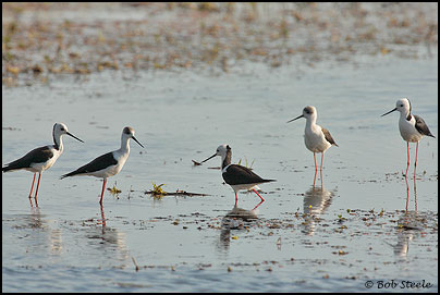 Black-winged Stilt (Himantopus himantopus)
