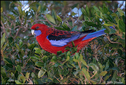 Crimson Rosella (Platycercus elegans)