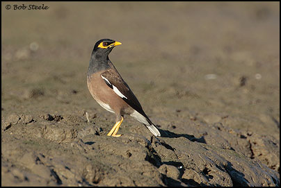 Common Myna (Acridotheres tristis)