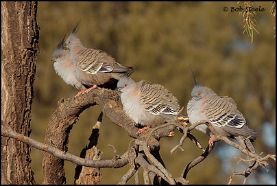 Crested Pigeon (Ocyphaps lophotes)