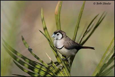 Double-barred Finch (Taeniopygia bichenovii)