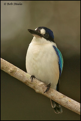 Forest Kingfisher (Todiramphus macleayii)