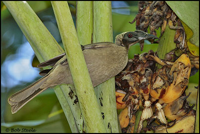 Helmeted Friarbird (Philemon buceroides)