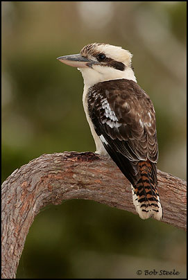 Laughing Kookaburra (Dacelo novaeguineae)