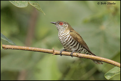 Little Bronze-Cuckoo (Chrysococcyx minutillus)