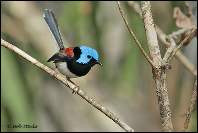 Lovely Fairy-wren (Malurus amabilis)