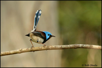 Lovely Fairy-wren (Malurus amabilis)