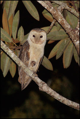 Masked Owl (Tyto novaehollandiae)