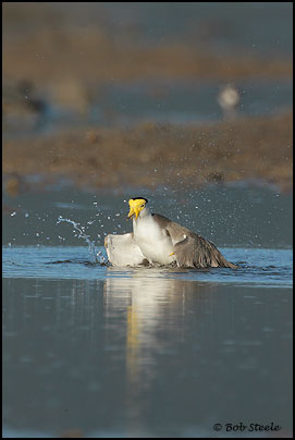 Masked Lapwing (Vanellus miles)