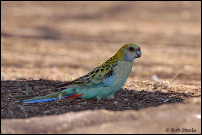 Pale-headed Rosella (Platycercus adscitus)