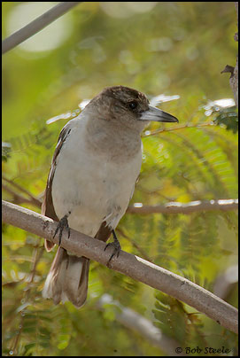 Pied Butcherbird (Cracticus nigrogularis)